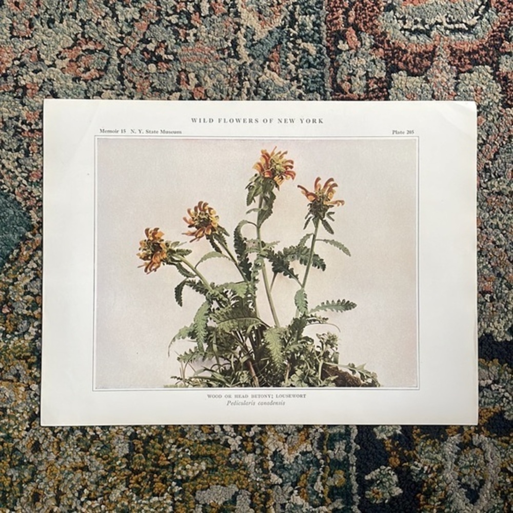 🌹FREE w/purchase Antique Botanical Plant Print Original over 100 years old